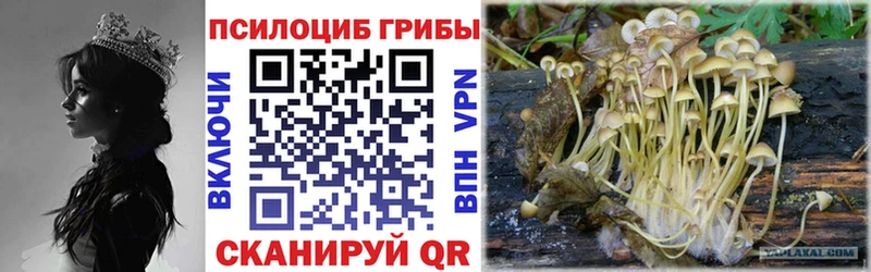 Псилоцибиновые грибы Psilocybine cubensis кракен рабочий сайт Аша